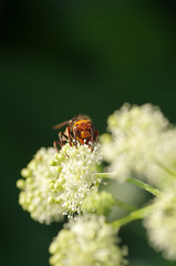 コガタスズメバチとウドの花　‐vespa‐