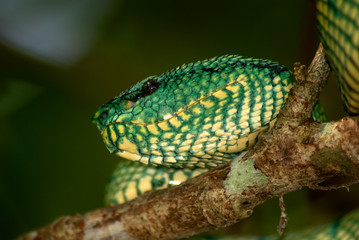 White-lipped pitviper, Bako N. P., Sarawak, Borneo, Malaysia