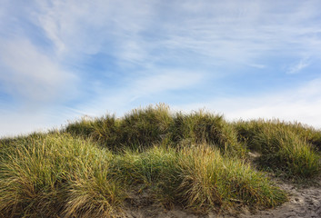 Obraz premium Dunes at the Danish North Sea coast