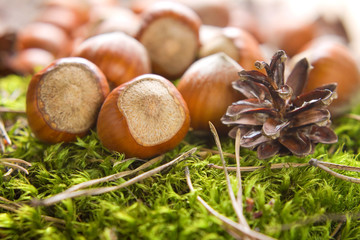 Hazelnuts (filbert) on the moss