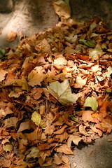 Herbstlaub