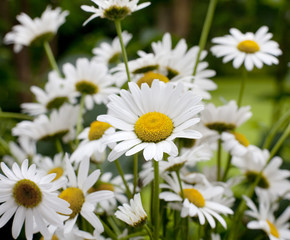 marguerites sauvages pâquerettes