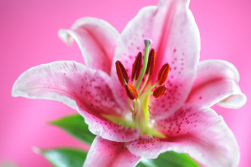 Stargazer Lily