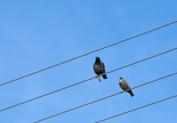 Common starling, Sturnus vulgaris