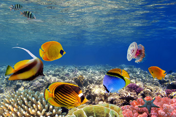 Naklejka na ściany i meble Podwodne życie rafy koralowej trudno, Morze Czerwone, Egipt