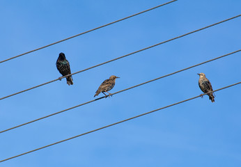 Common starling, Sturnus vulgaris