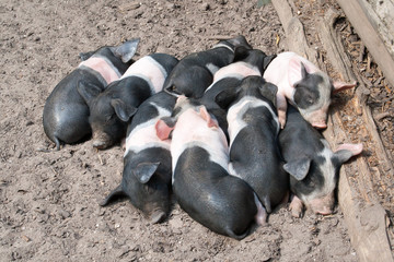 piglets