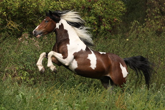 Indianerpony