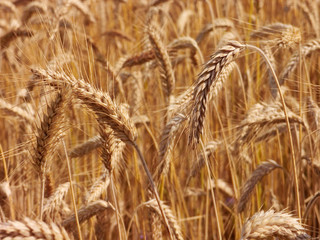 wheat field