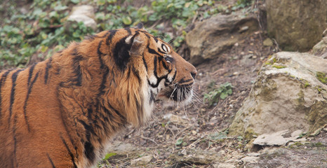 alert Indian tiger 6752