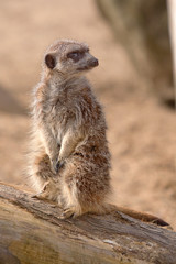 alert meerkat standing on log 6933