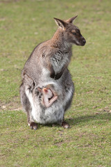 wallaby with joey 6949