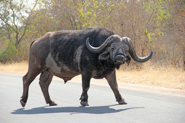 Buffalo staring as he walks over road