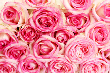 beautiful bouquet of pink roses, close up