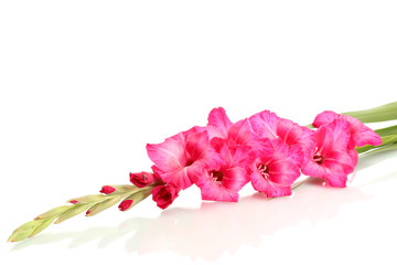 beautiful pink gladiolus, isolated on white