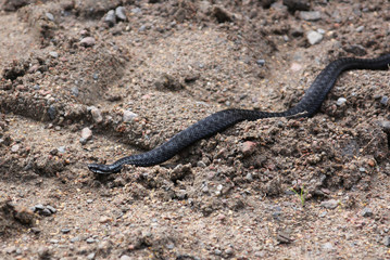 vipera berus