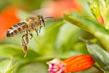 A bee in the air