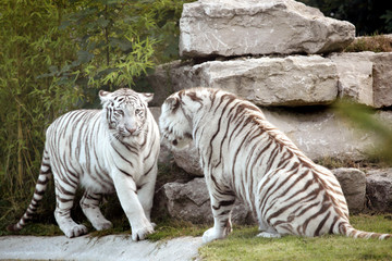 Naklejka premium tigre blanc
