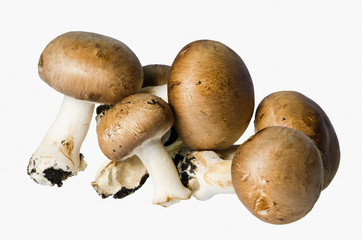 Prataiolo Crema - Psalliota Campestris