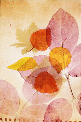 Naklejka na ściany i meble Beautiful vintage background with autumnal leaves