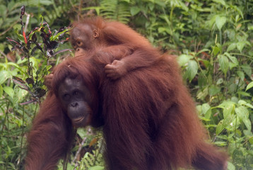 Orangutan with her baby, Semenggoh, Borneo, Malaysia