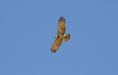 Aguila culebrera volando