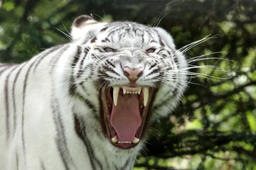Crédence de cuisine en verre imprimé Tigre tigre blanc 