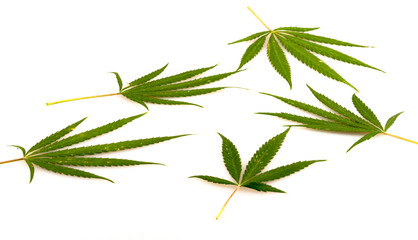 Fresh leaves of hemp isolated on white background