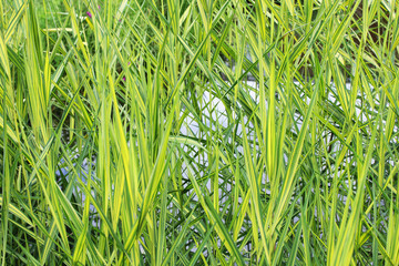 Uferpflanzen Photos Royalty Free Images Graphics Vectors Videos Adobe Stock