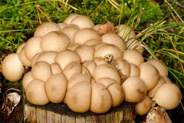 Tiny mushrooms amongst lichenes and mosses on an old stamp