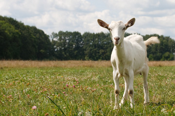 curious white goat