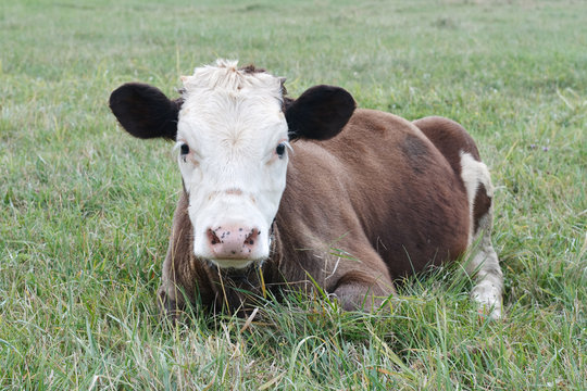 Cow calf lying in the grass