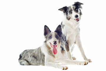 border collies