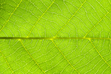 Green leaf texture