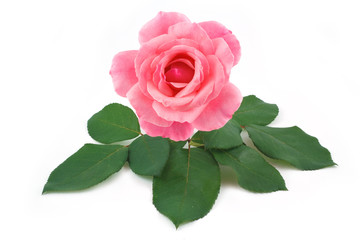 rose pink flower isolated