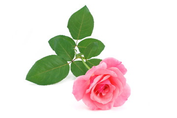 Pink rose flower cutted