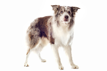 border collie