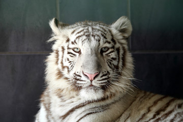Fototapeta premium tigre blanc 