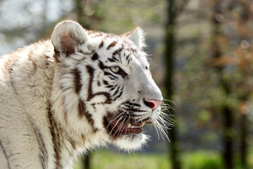 Naklejka premium tigre blanc 