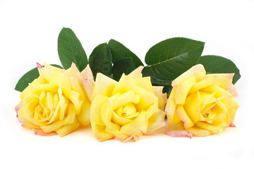 Three yellow roses isolated on white