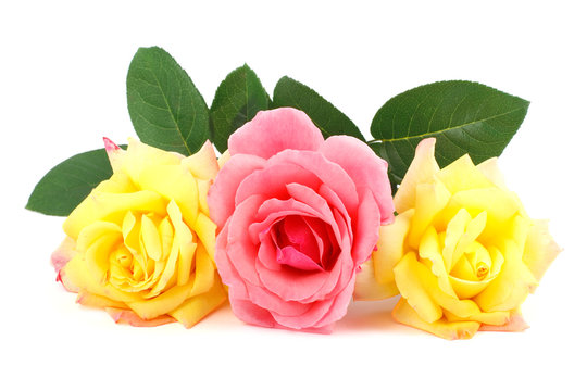 Pink and yellow roses isolated on white