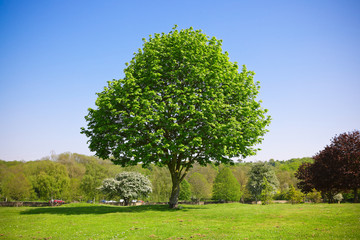 Tree in the park