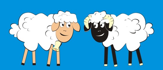 sheep and ram