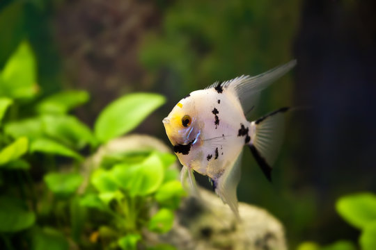 scalar aquarium fish in the green algae