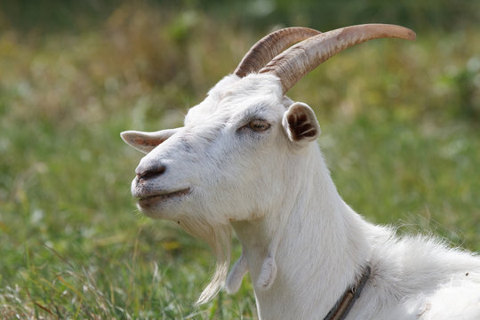 white female goat