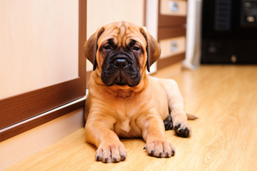 little puppy bullmastiff