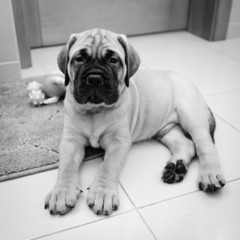 little puppy bullmastiff