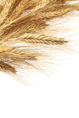 Fototapeta premium Wheat ears
