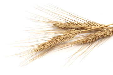 Wheat ears