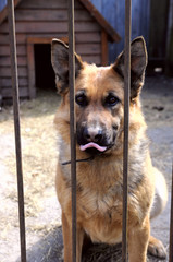 german shepherd